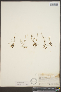 Houstonia pusilla image