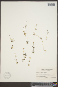 Houstonia pusilla image