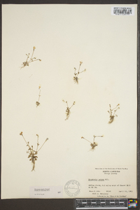 Houstonia pusilla image