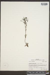 Houstonia ouachitana image