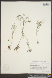 Houstonia ouachitana image