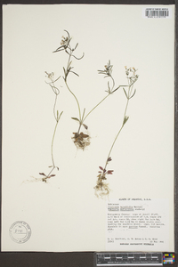 Houstonia tenuifolia image