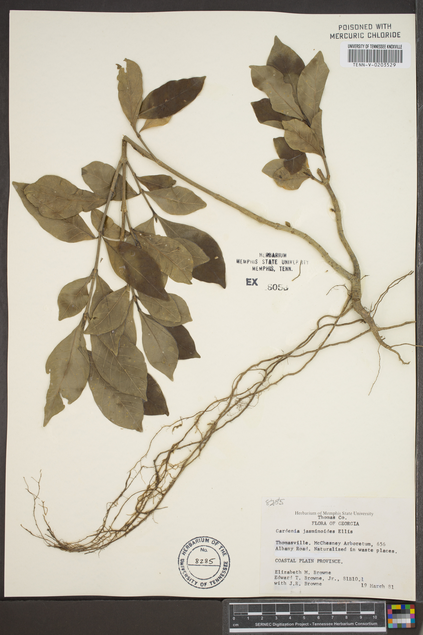 Gardenia jasminoides image