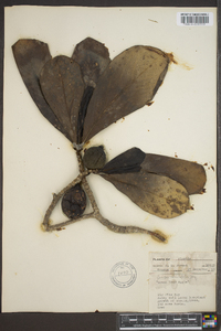 Genipa clusiifolia image