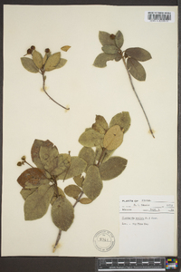 Guettarda scabra image
