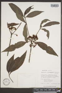 Psychotria ligustrifolia image