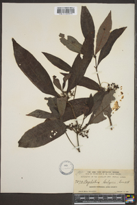 Psychotria sulzneri image