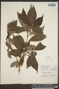 Psychotria undata image