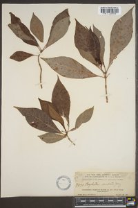 Psychotria undata image