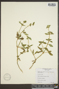 Richardia brasiliensis image