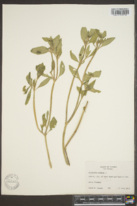 Richardia scabra image