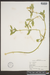Richardia scabra image