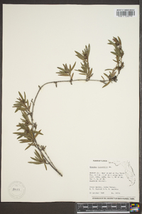 Ernodea litoralis image