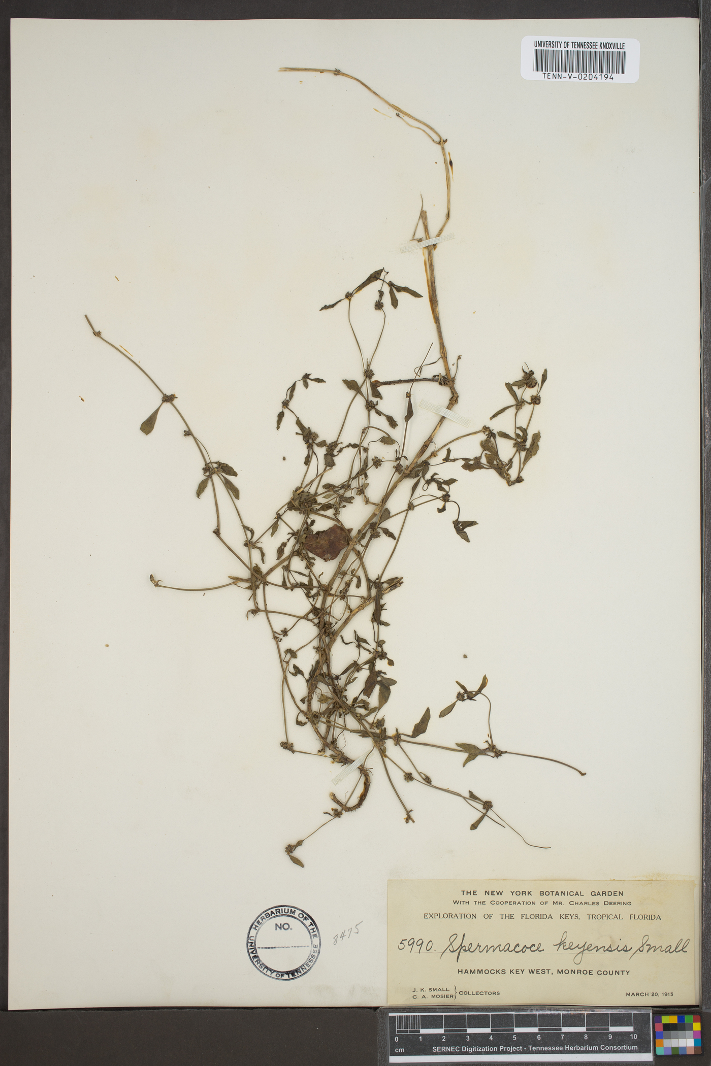 Spermacoce keyensis image