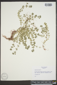 Sherardia arvensis image