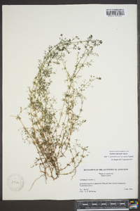 Galium anglicum image