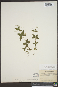 Galium circaezans image