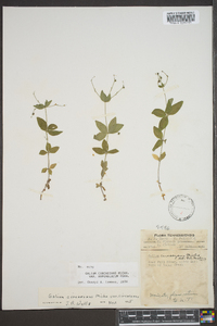 Galium circaezans image