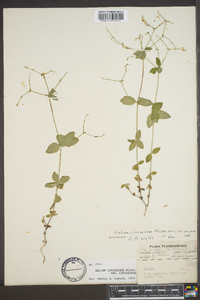 Galium circaezans image