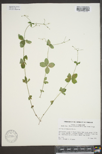 Galium circaezans image