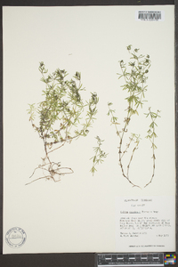 Galium concinnum image