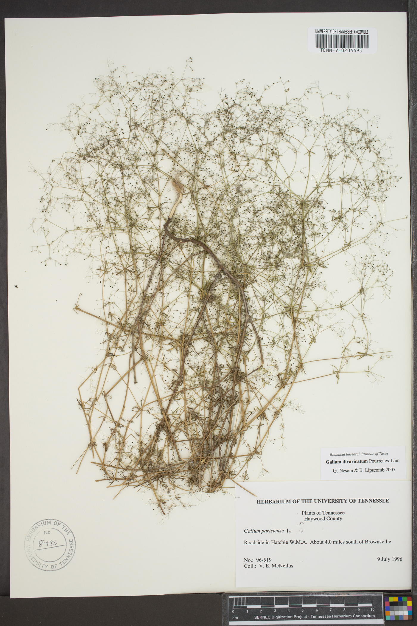 Galium divaricatum image