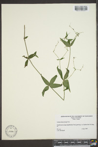 Galium lanceolatum image