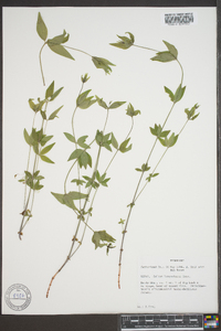 Galium lanceolatum image