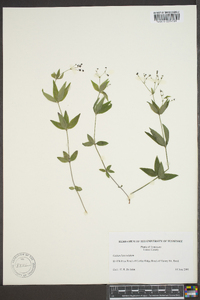 Galium lanceolatum image