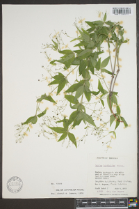 Galium latifolium image