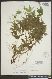 Galium latifolium image