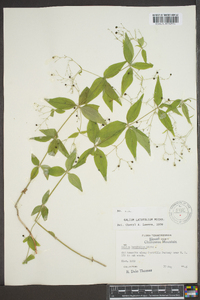 Galium latifolium image