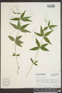 Galium latifolium image