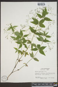 Galium latifolium image