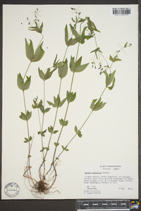 Galium latifolium image