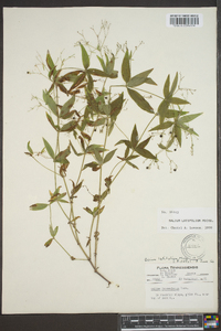 Galium latifolium image