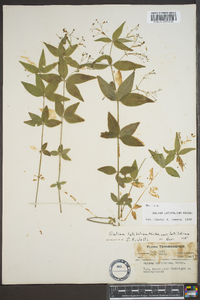 Galium latifolium image