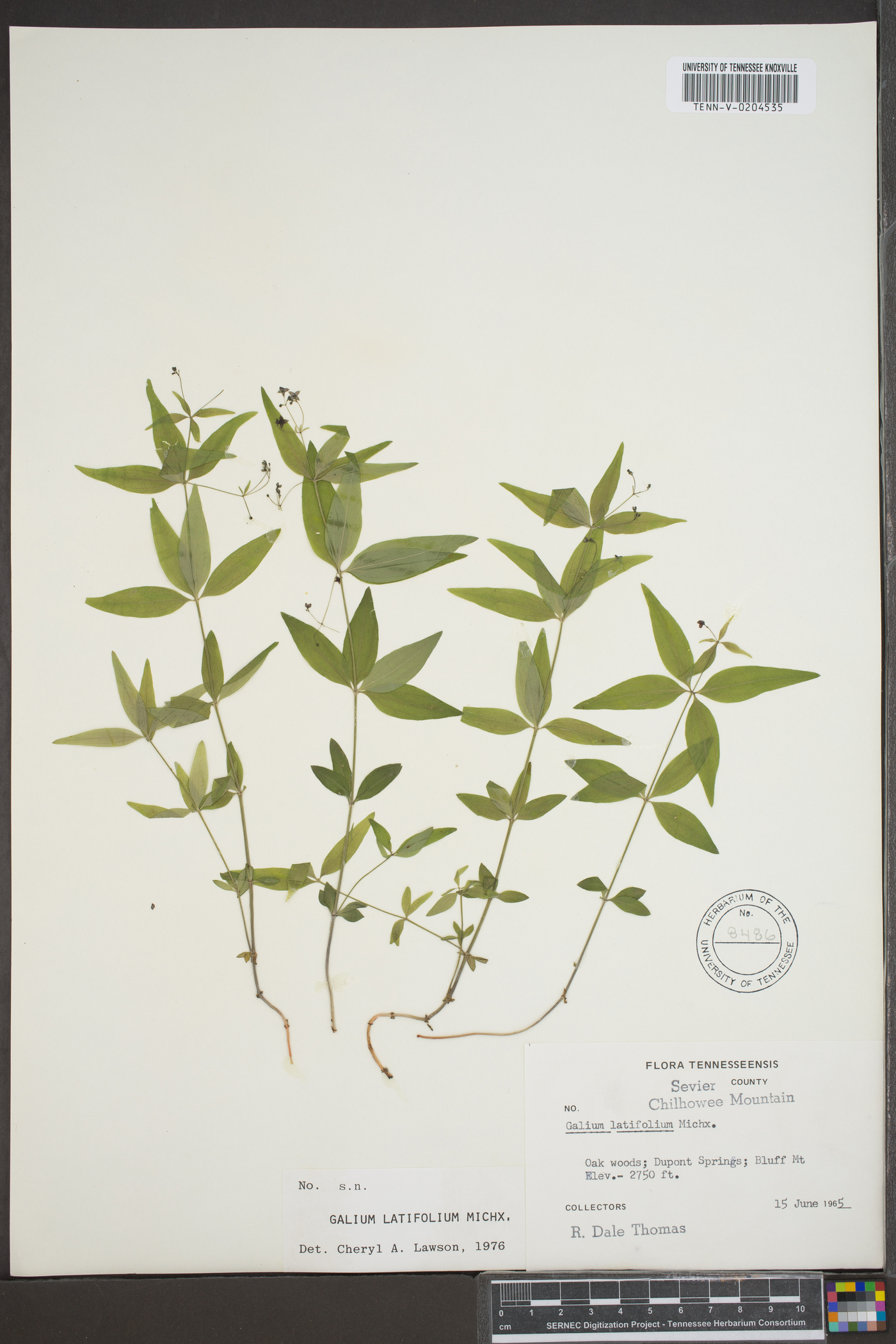 Galium latifolium image