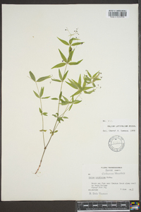 Galium latifolium image