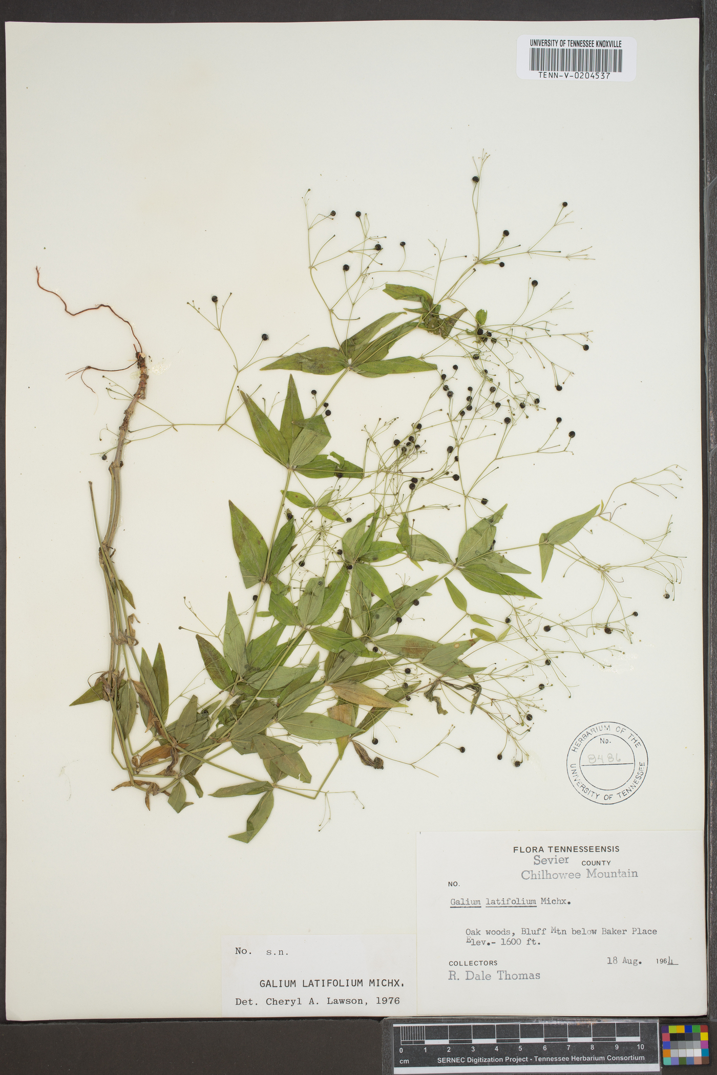 Galium latifolium image