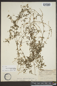 Galium obtusum image