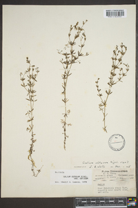 Galium obtusum image