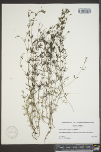 Galium obtusum image