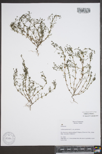 Galium parisiense image