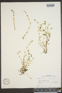 Cruciata pedemontana image