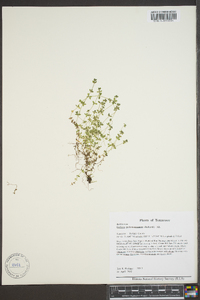 Cruciata pedemontana image