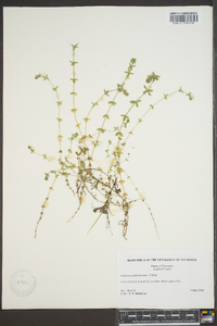 Cruciata pedemontana image