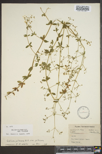 Galium pilosum image