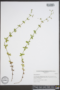 Galium pilosum image