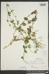 Galium pilosum image